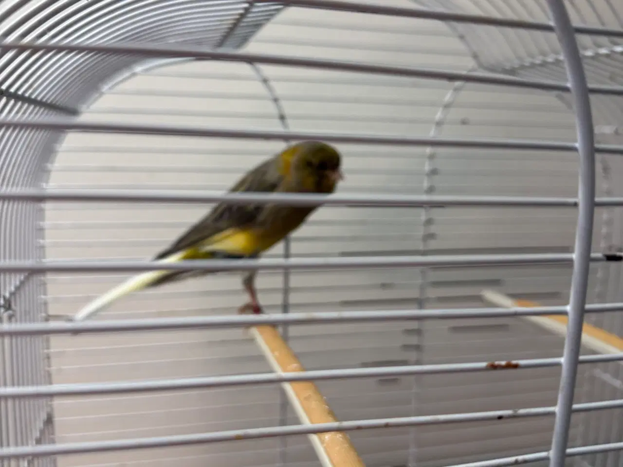 Billede 1 - Han Yorkshire 