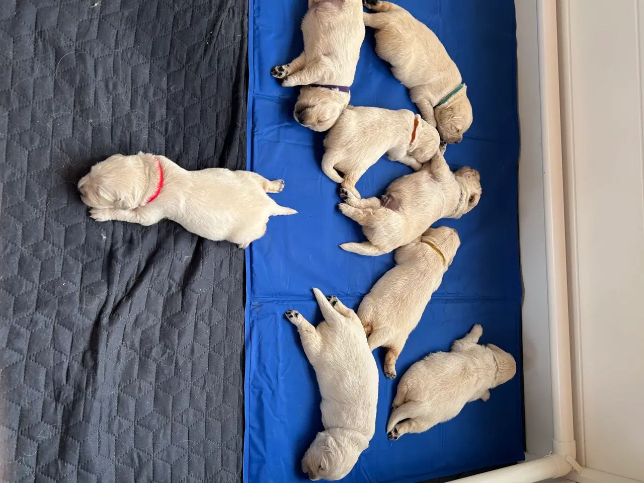 Billede 4 - Golden Retriver hvalpe