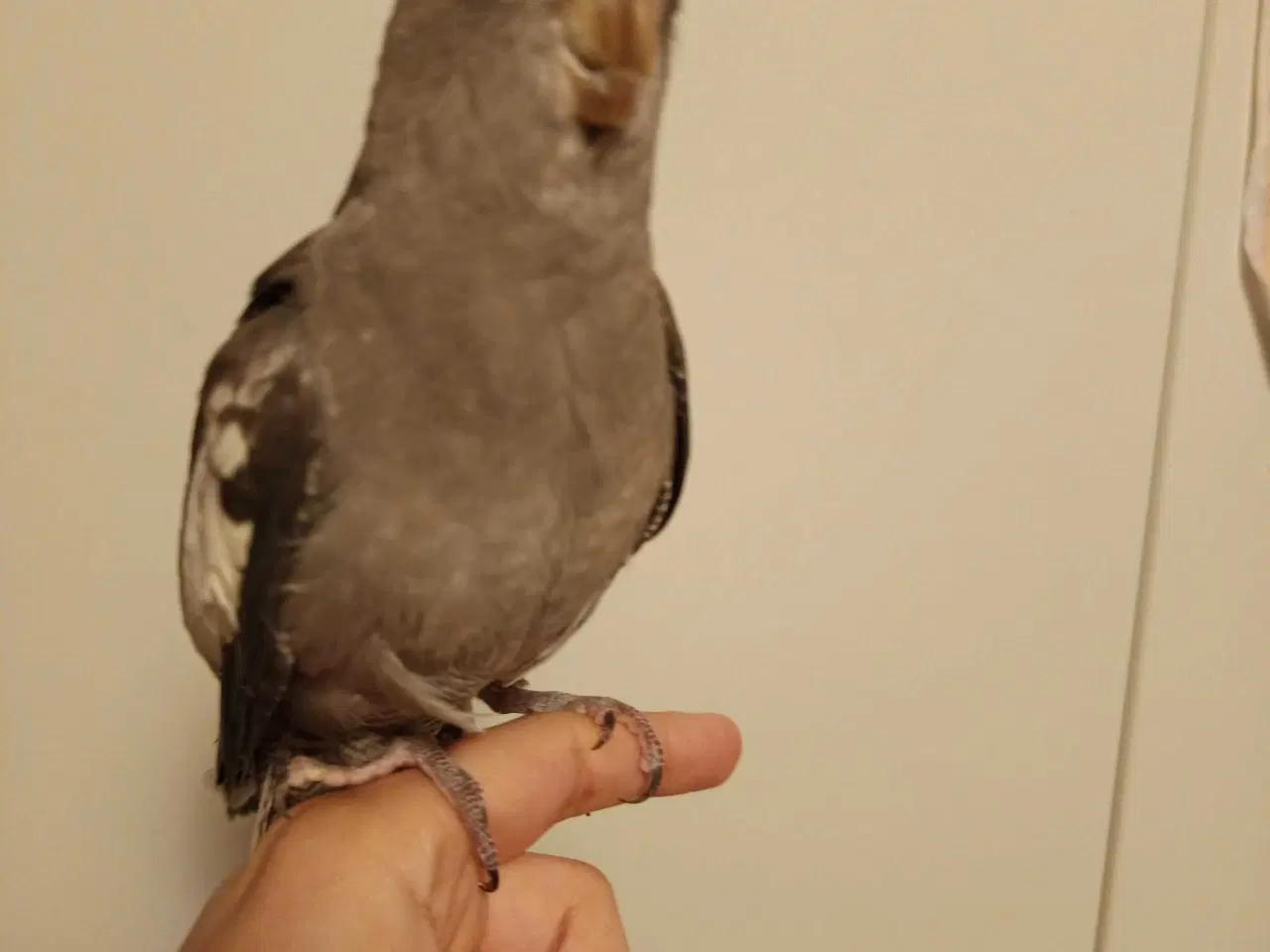 Billede 1 - Nymfeparakit 0 år