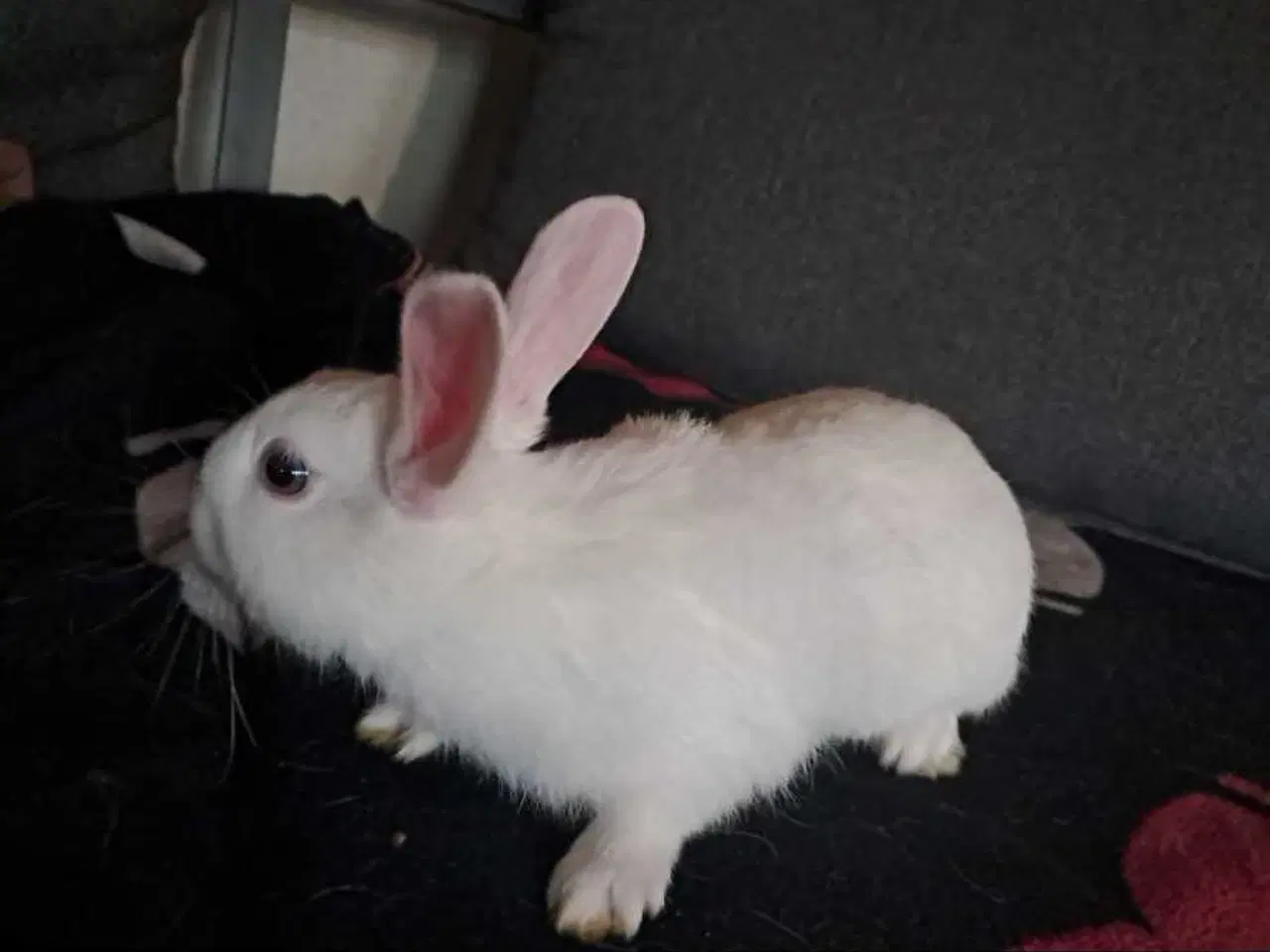 Billede 4 - Søde kaninunger søger nyt hjem