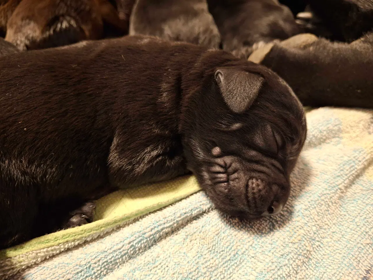 Billede 10 - Labradoodle hvalpe 