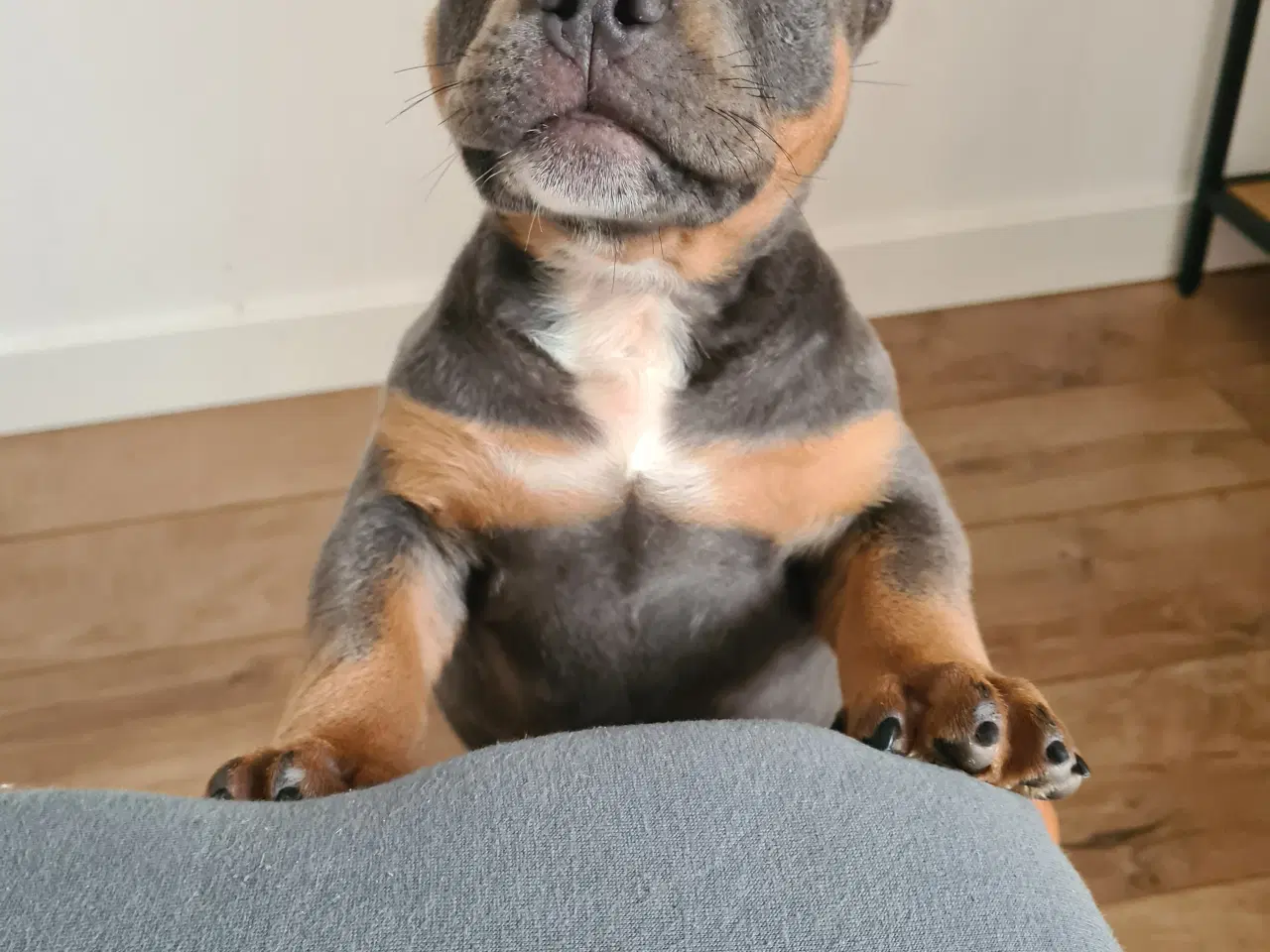 Billede 4 - American bully Dreng blutri abkc 