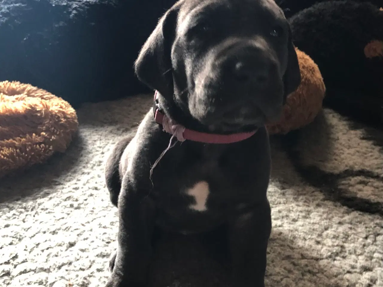 Billede 1 - Grand Danois hvalpe