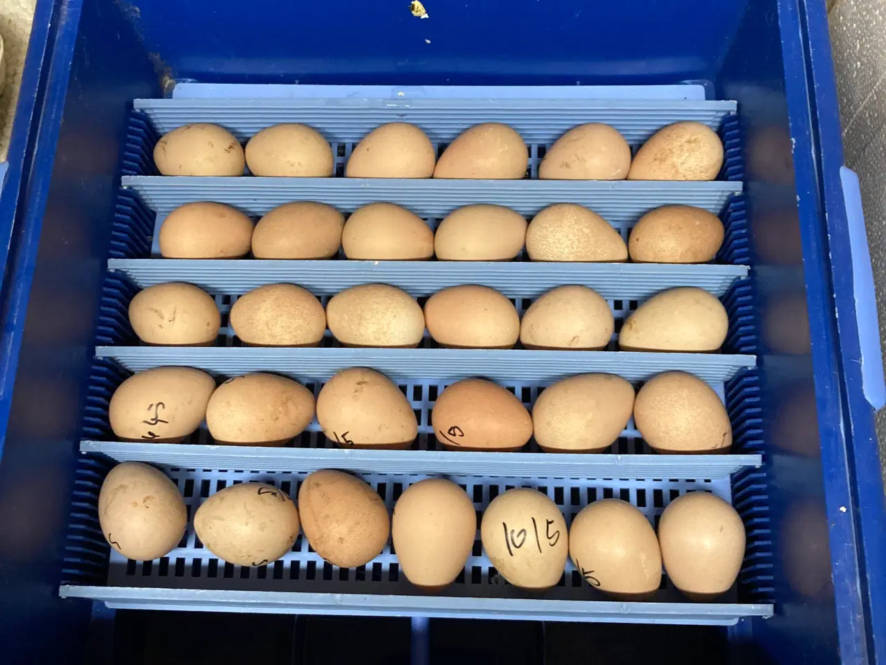 Billede 6 - 1.1 perlehøns i flere farver årgang 2024 og 2025