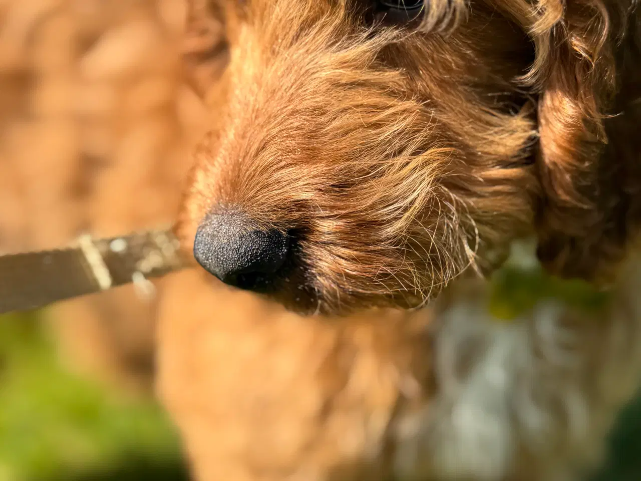 Billede 5 - Cockapoo hvalp søger nyt kærligt hjem 🥰