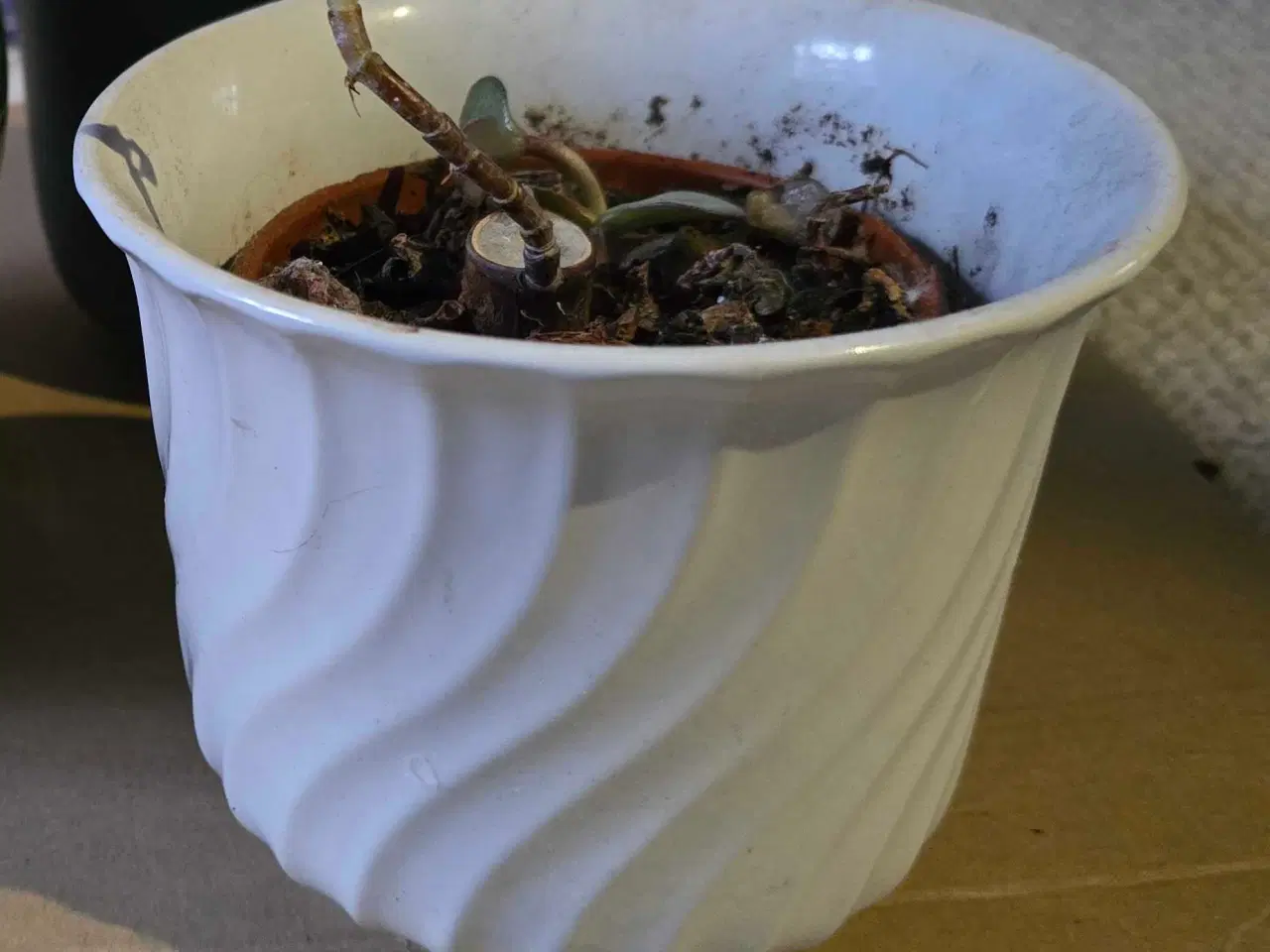 Billede 2 - Urtepotter, urtepotteskjuler, pengetræ