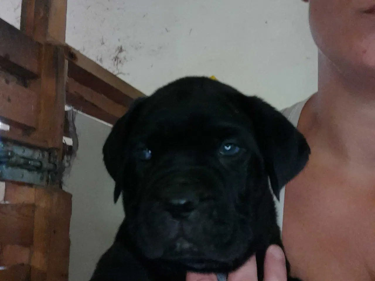 Billede 5 - Cane corso hvalpe