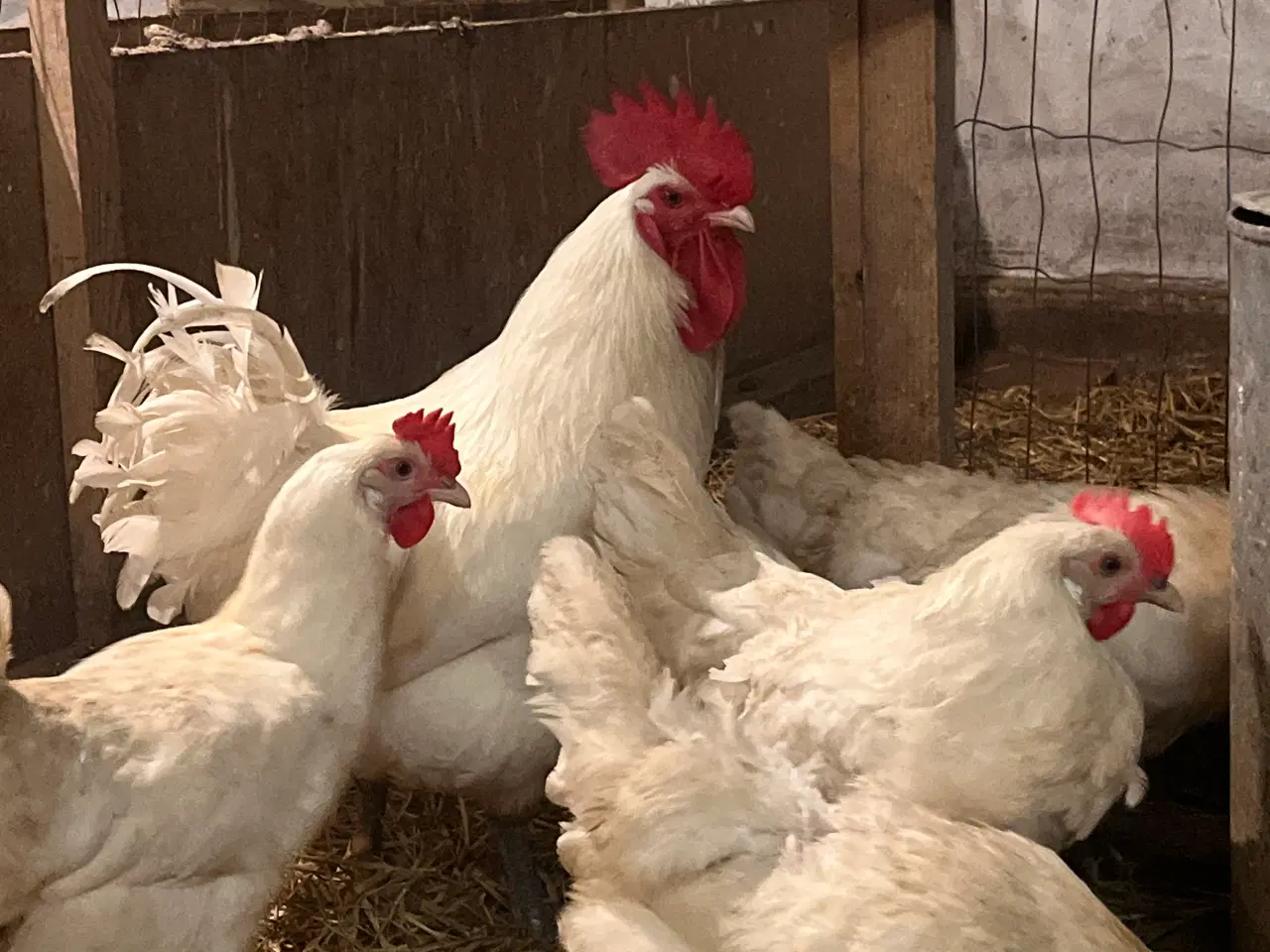 Billede 4 - Rugeæg fra race høns