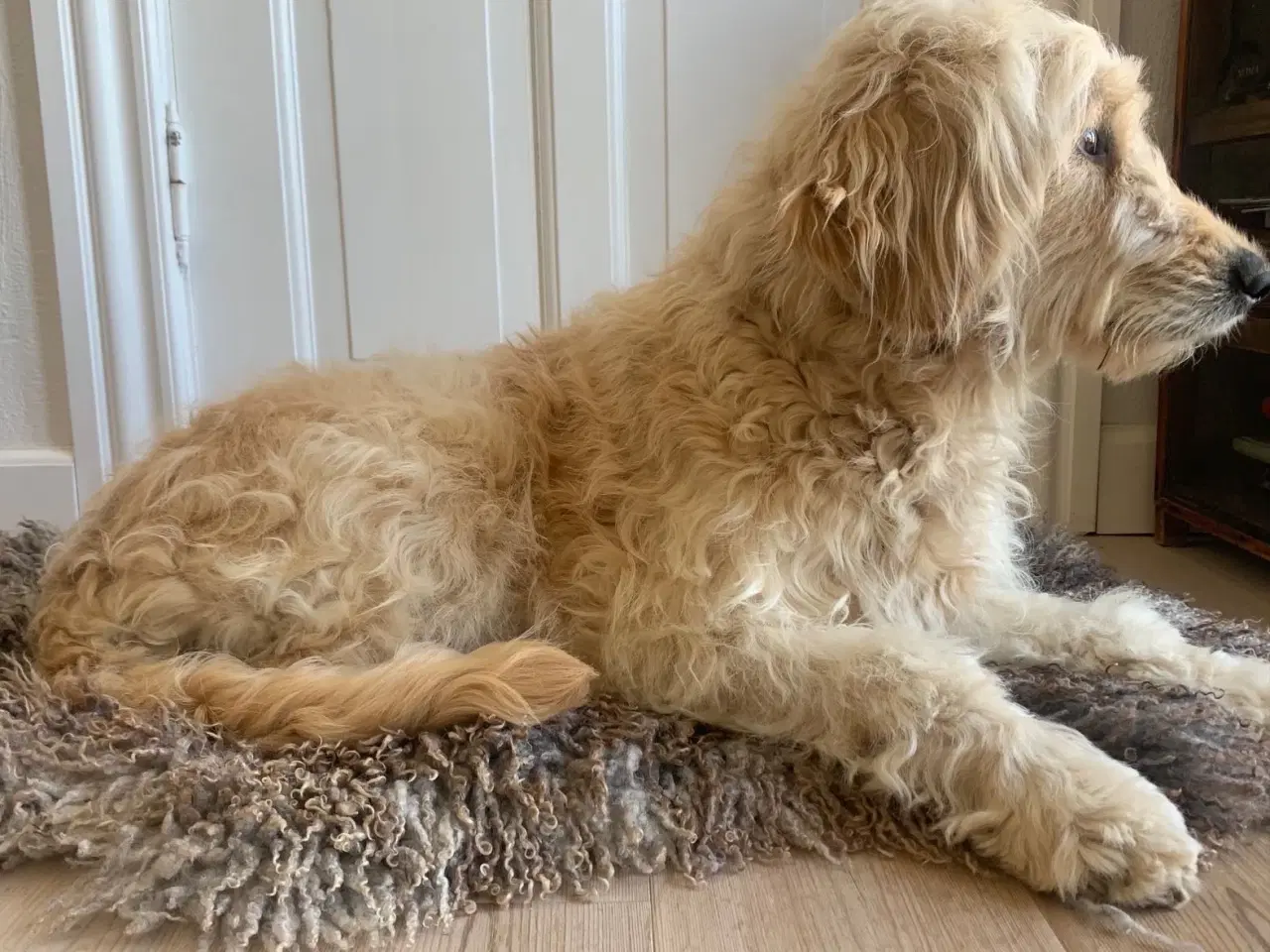 Billede 4 - Allergivenlige goldendoodles hvalpe