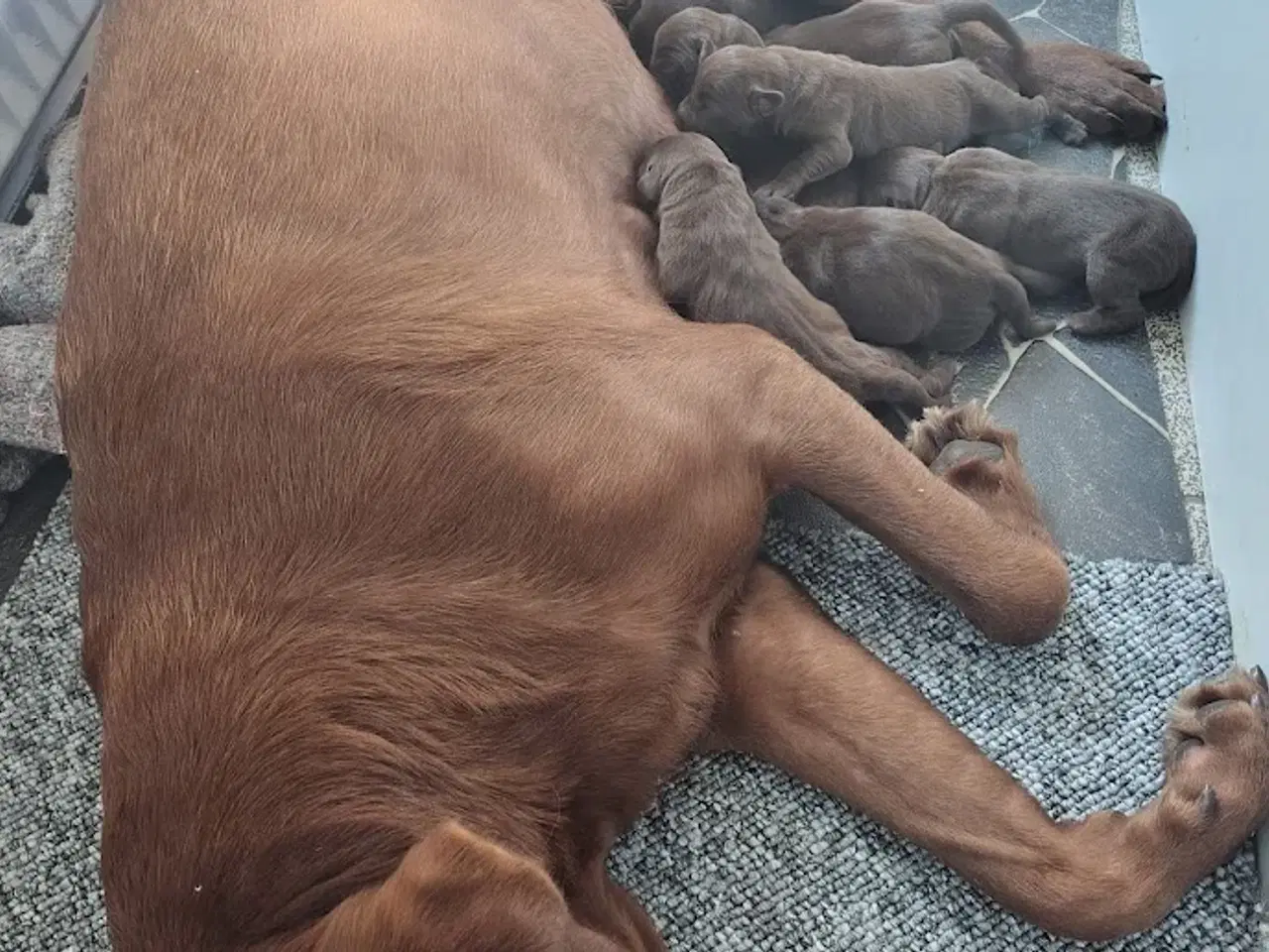 Billede 2 - Brune labrador hvalpe