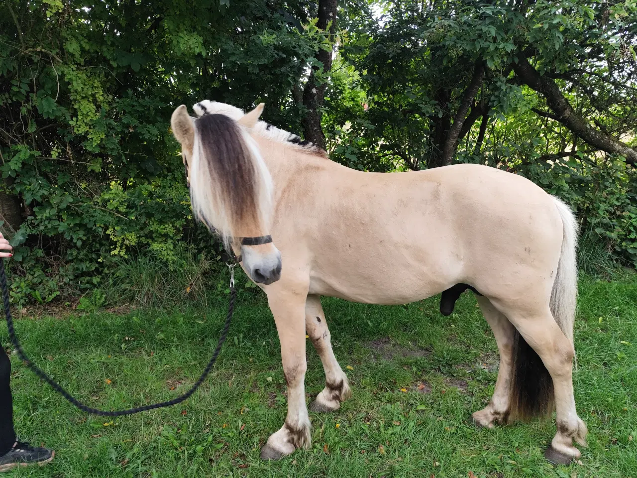 Billede 1 - Fjordhest, 2 år, 150 cm