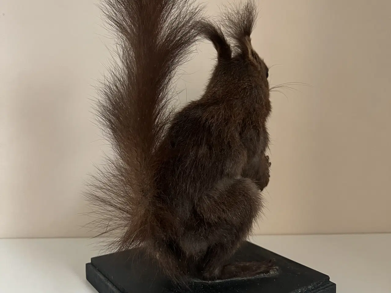 Billede 5 - Flot udstoppet Rødegern 