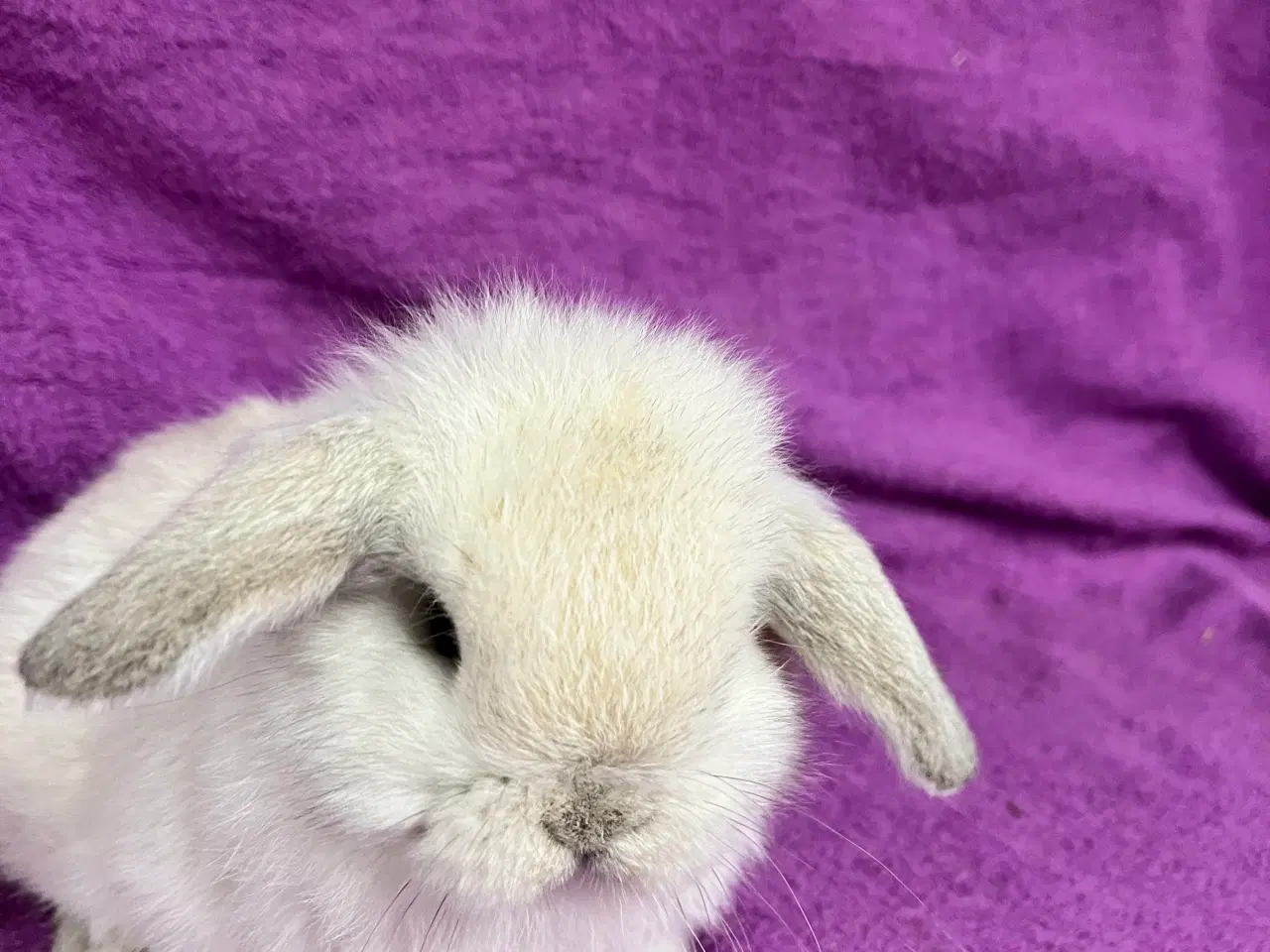 Billede 1 - Mini lop