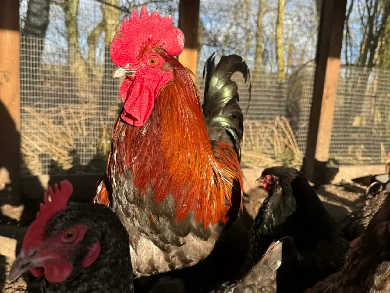 Billede 6 - Smukke haner tilsalg 