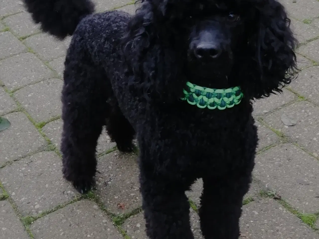 Billede 2 - Til avl dværg pudelhan 