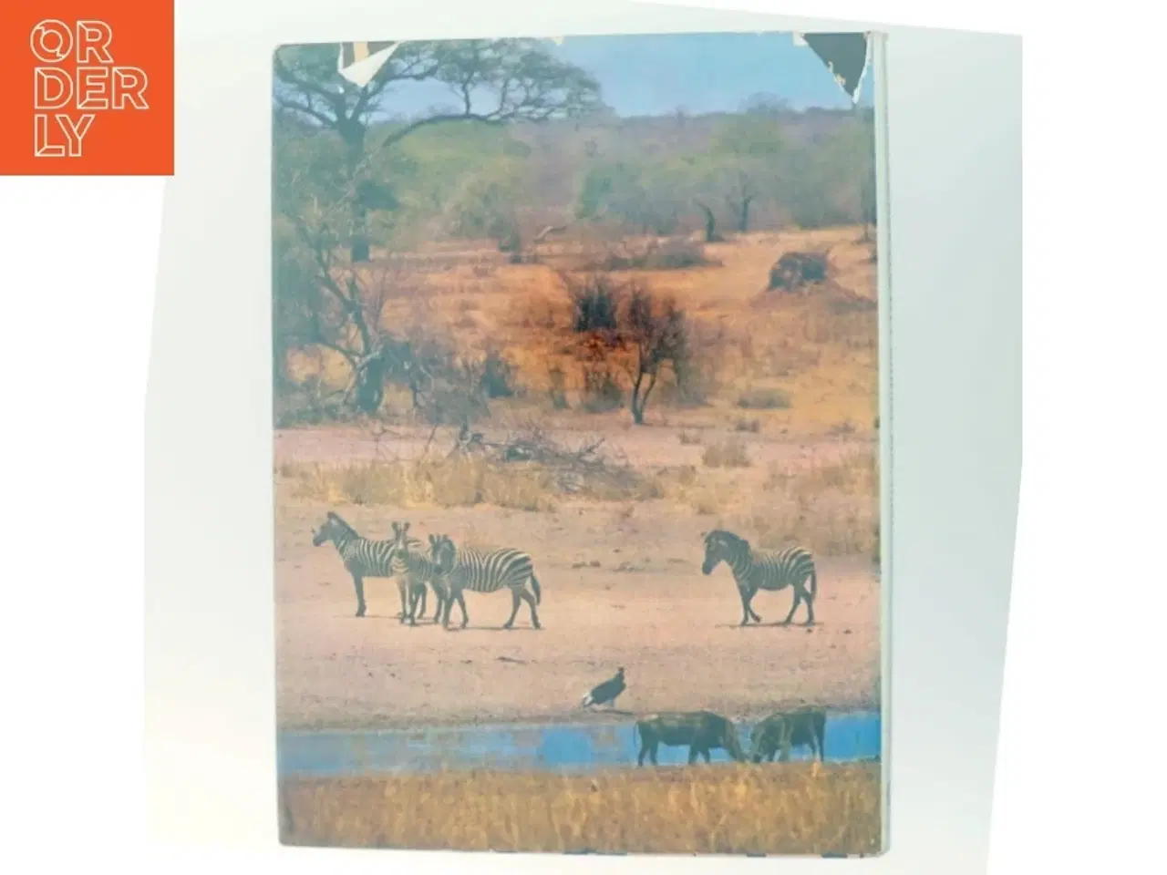 Billede 3 - Næsehorn tilhører alle mennesker