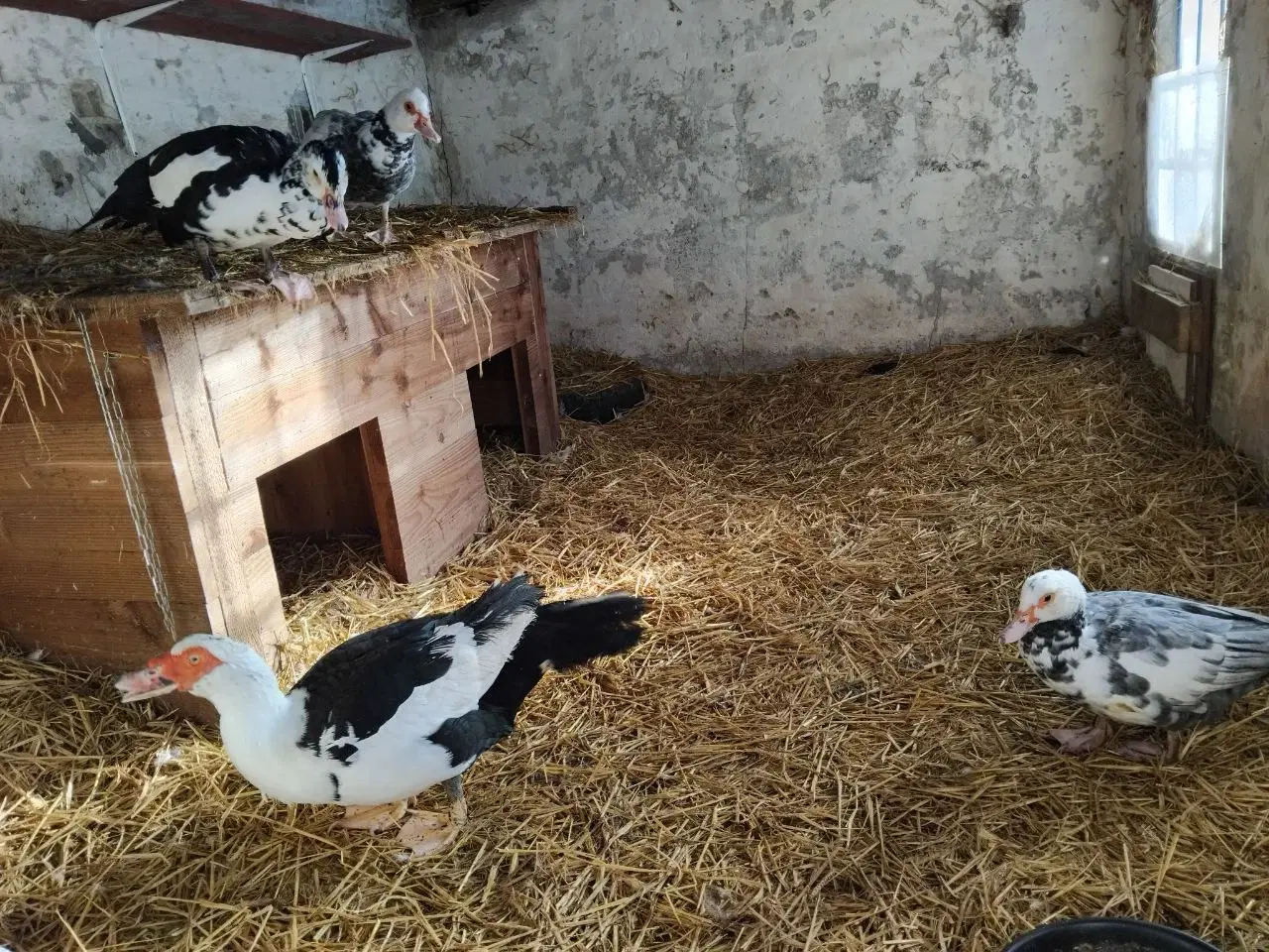 Billede 1 - Moskusænder sælges