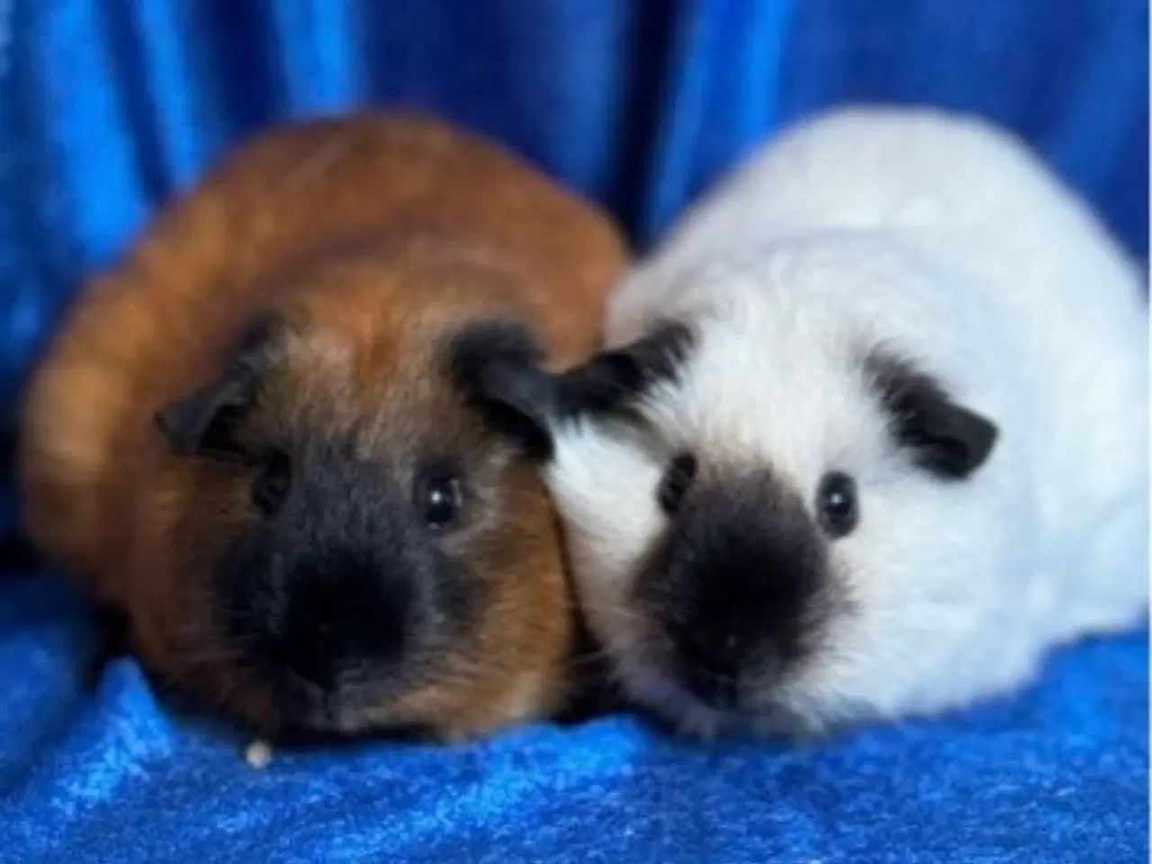 Billede 11 - California Marsvin 