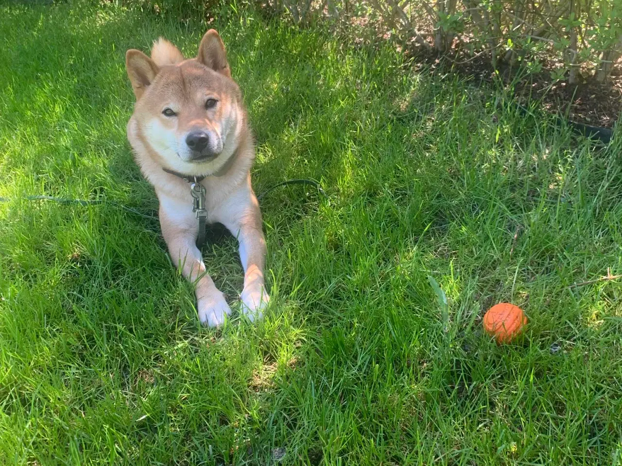 Billede 3 - Shiba Inu han på 23 mdr 