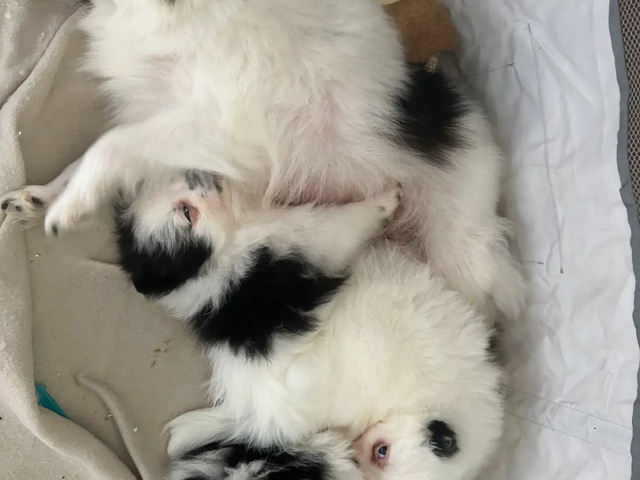 Billede 9 - Pomeranian Partycolor