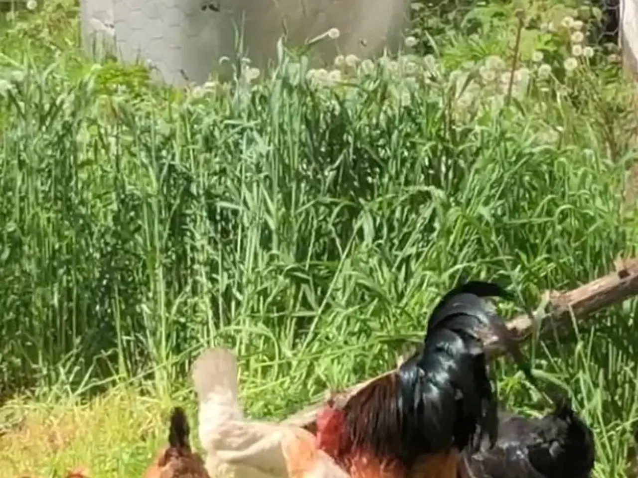 Billede 4 - Rugeæg fra fritgående høns