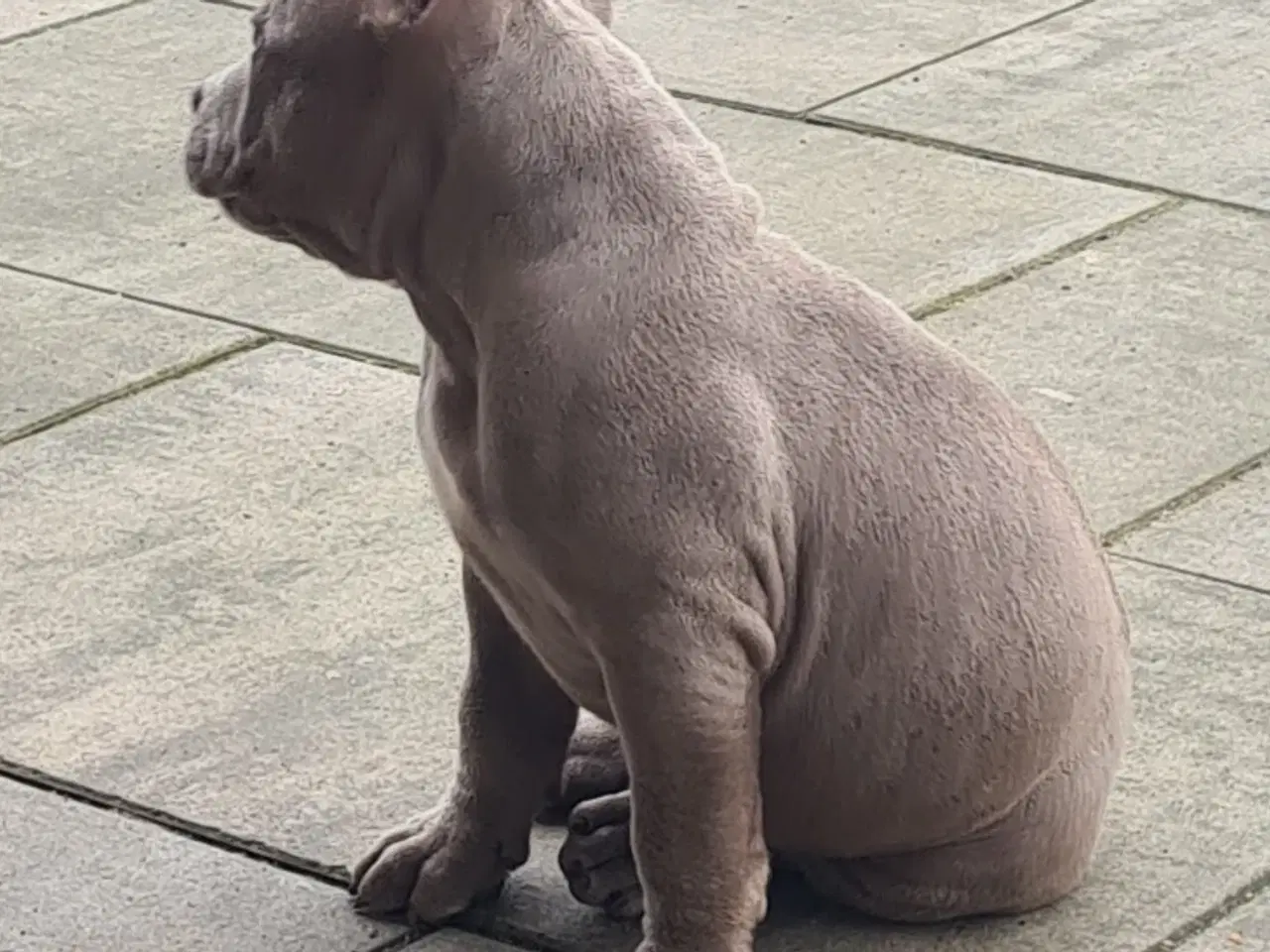 Billede 8 - American Bully pocket 