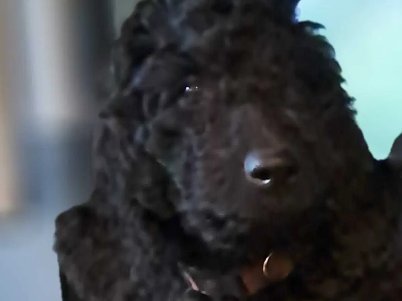 Billede 2 - Dejlig krøllet sort hanhvalp gooldendoodle 