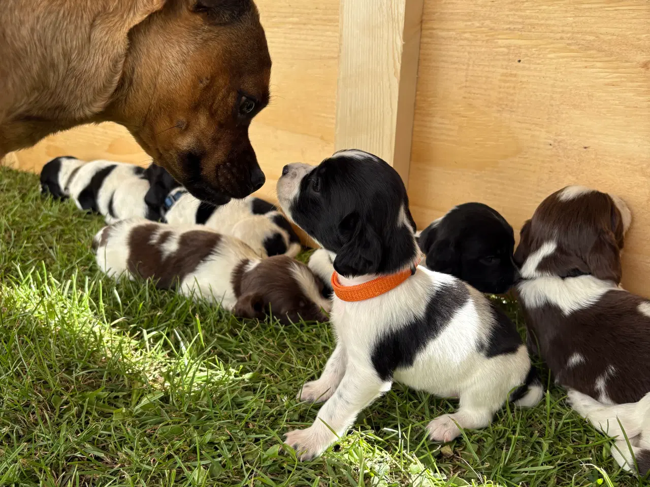 Billede 7 - FT Springer Spaniel med stamtavle 