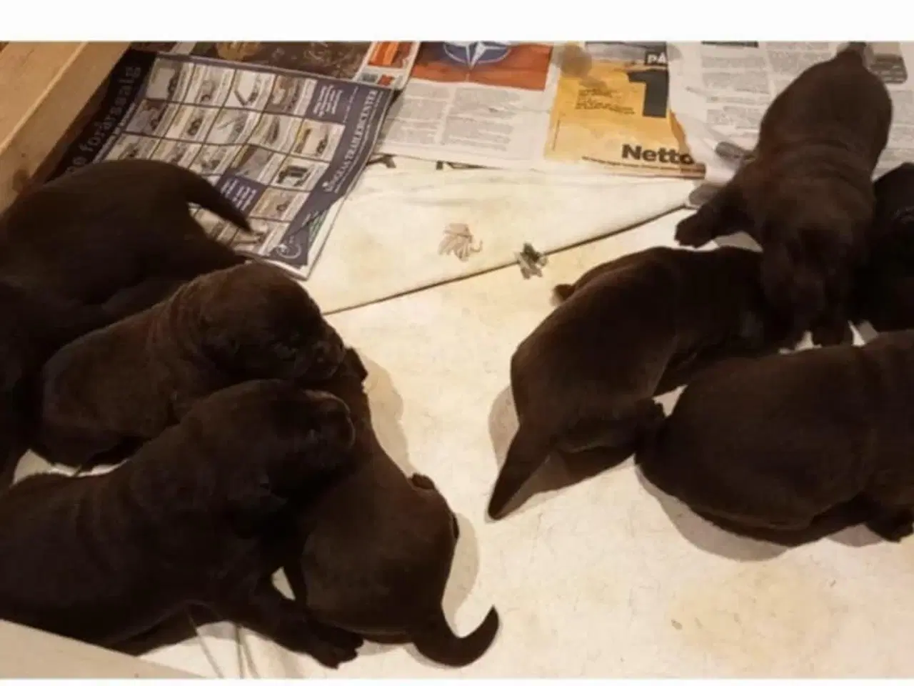 Billede 3 - Labrador hvalpe 