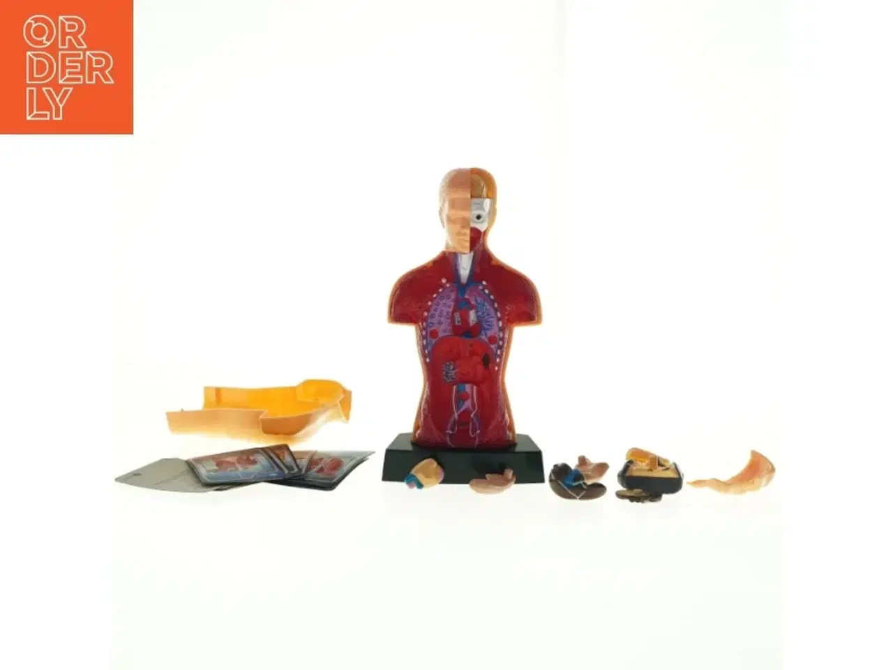 Billede 1 - Menneskekropsmodel til undervisning (str. 24,5 x 13 x 8 cm)
