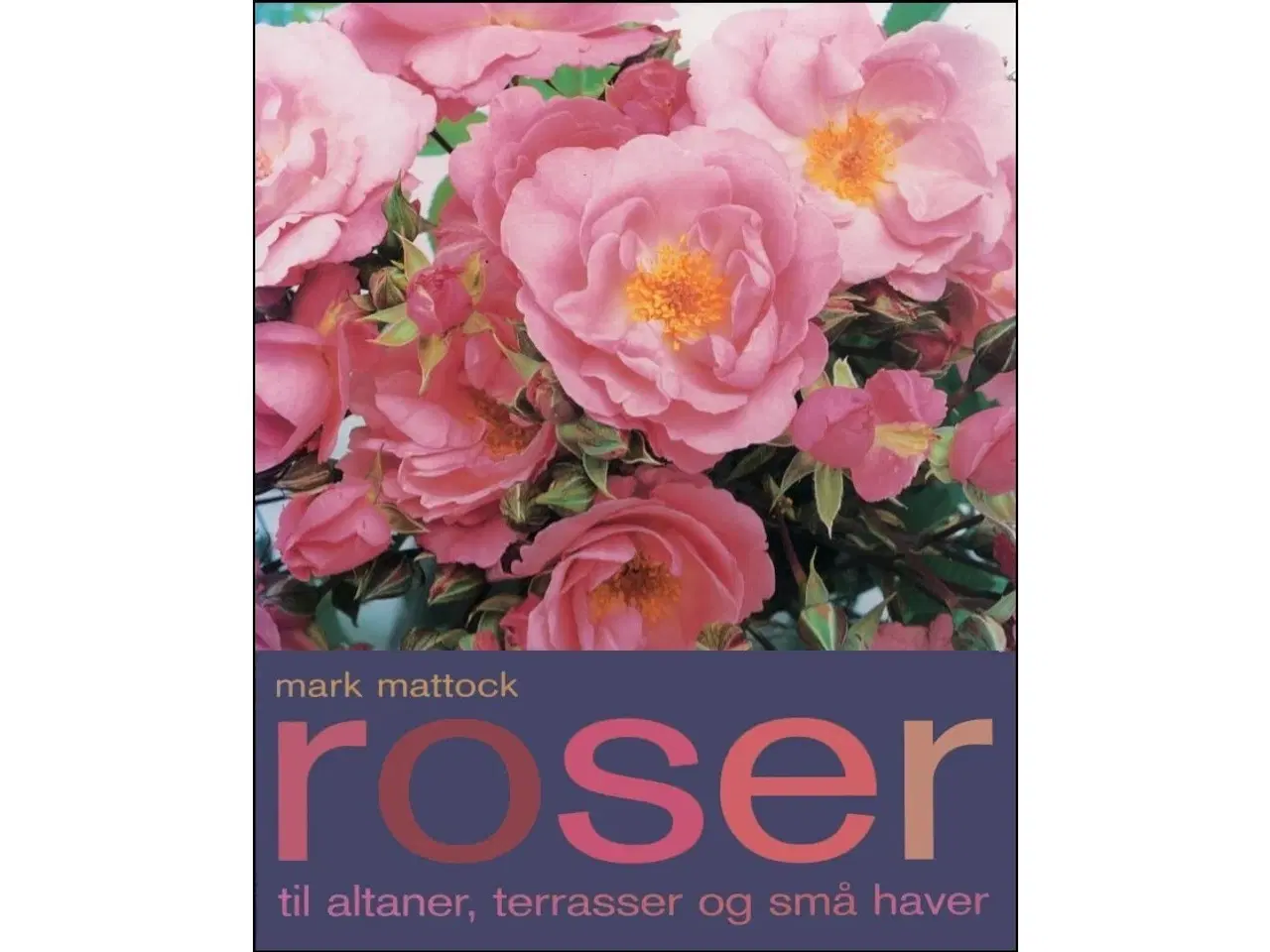 Billede 1 - Roser - til Altaner, Terrasser og små Haver