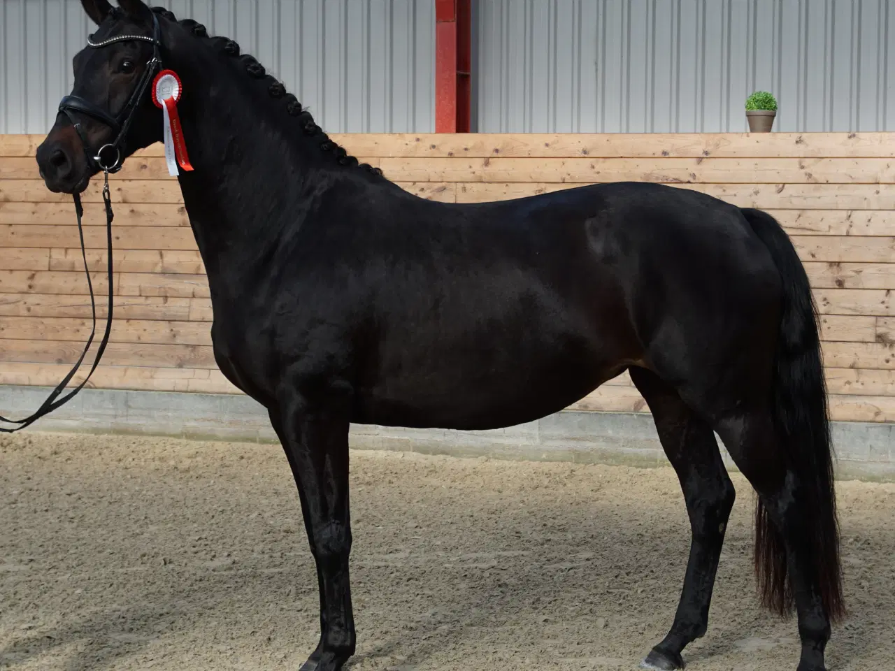 Billede 1 - DV Hovedstambog Avlshoppe