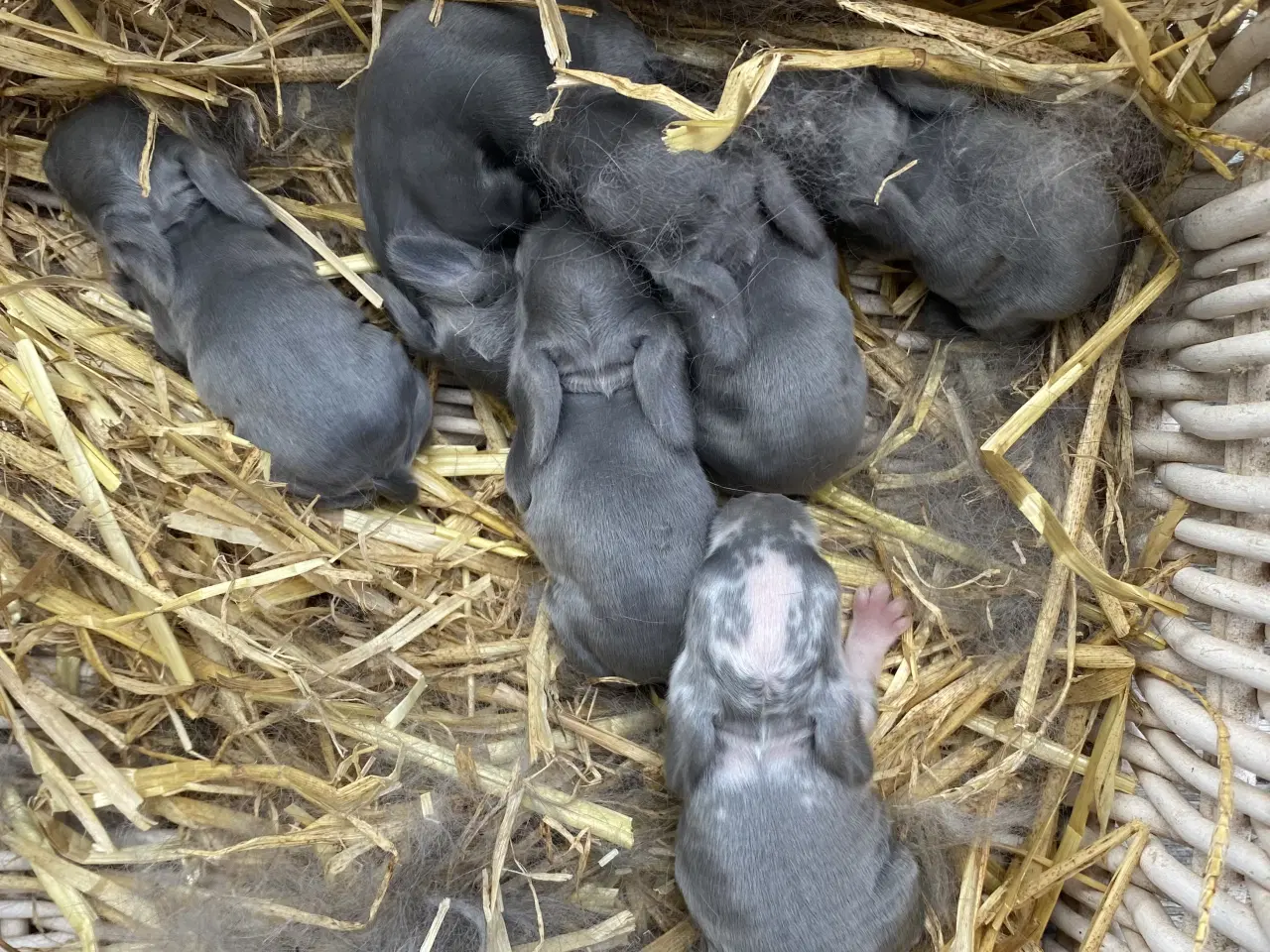 Billede 9 - FRANSK VÆDDER HUN BLÅ