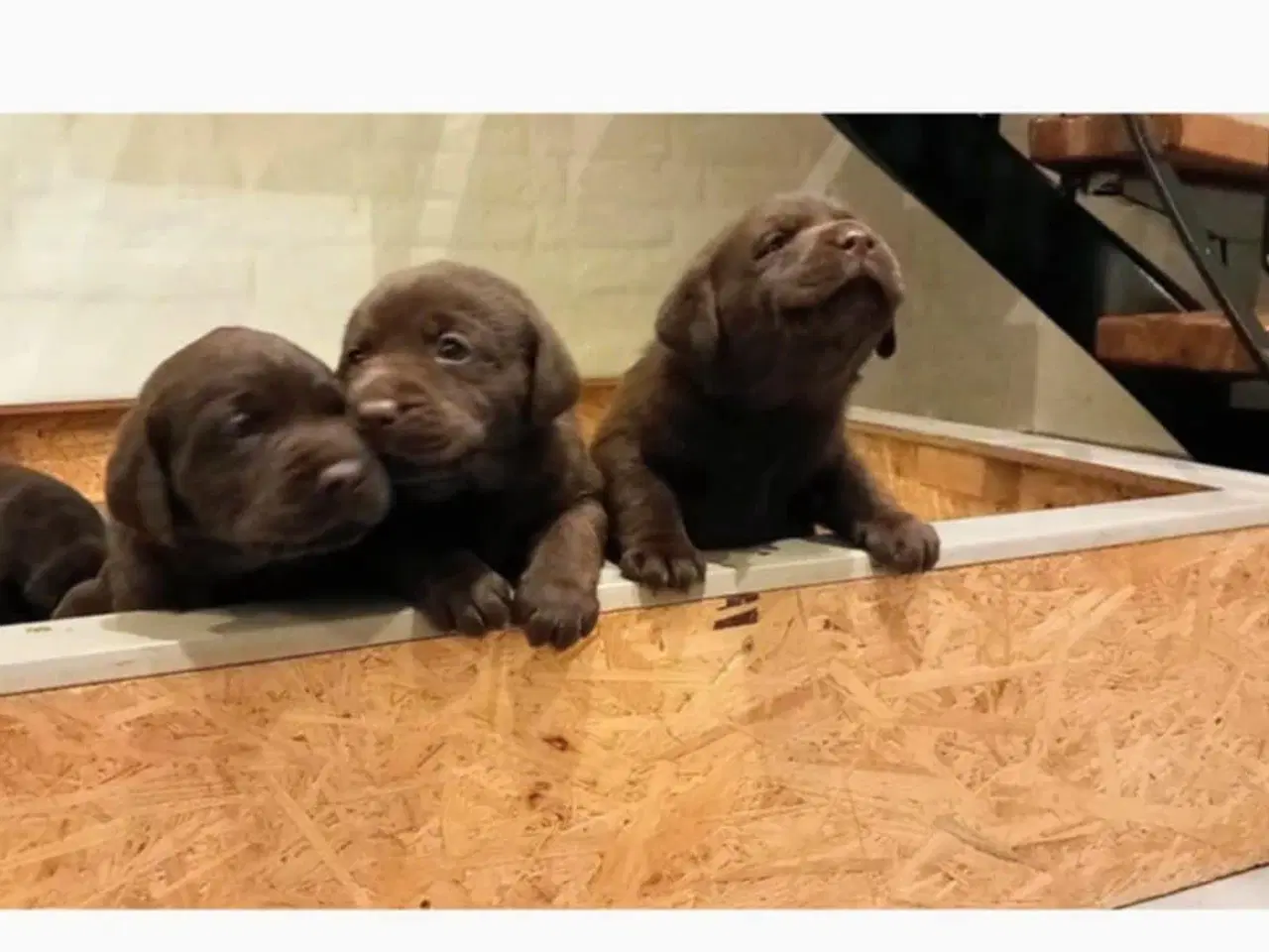 Billede 4 - Labrador hvalpe 