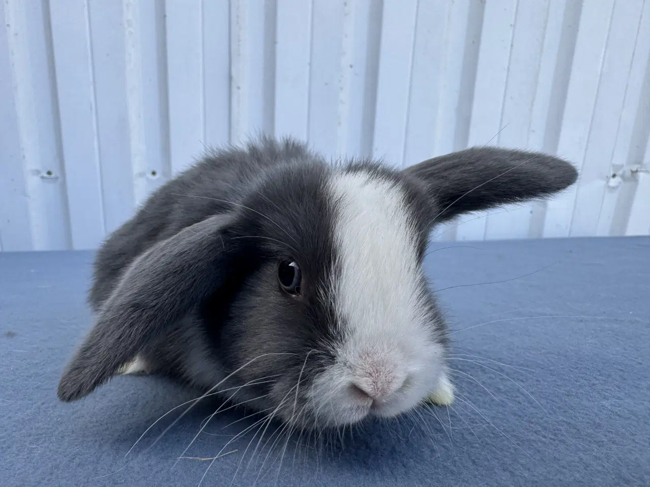 Billede 4 - Dværgvædder hunkanin