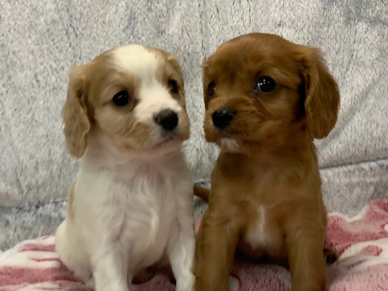 Billede 7 - De yndigste cavapoo babyer 