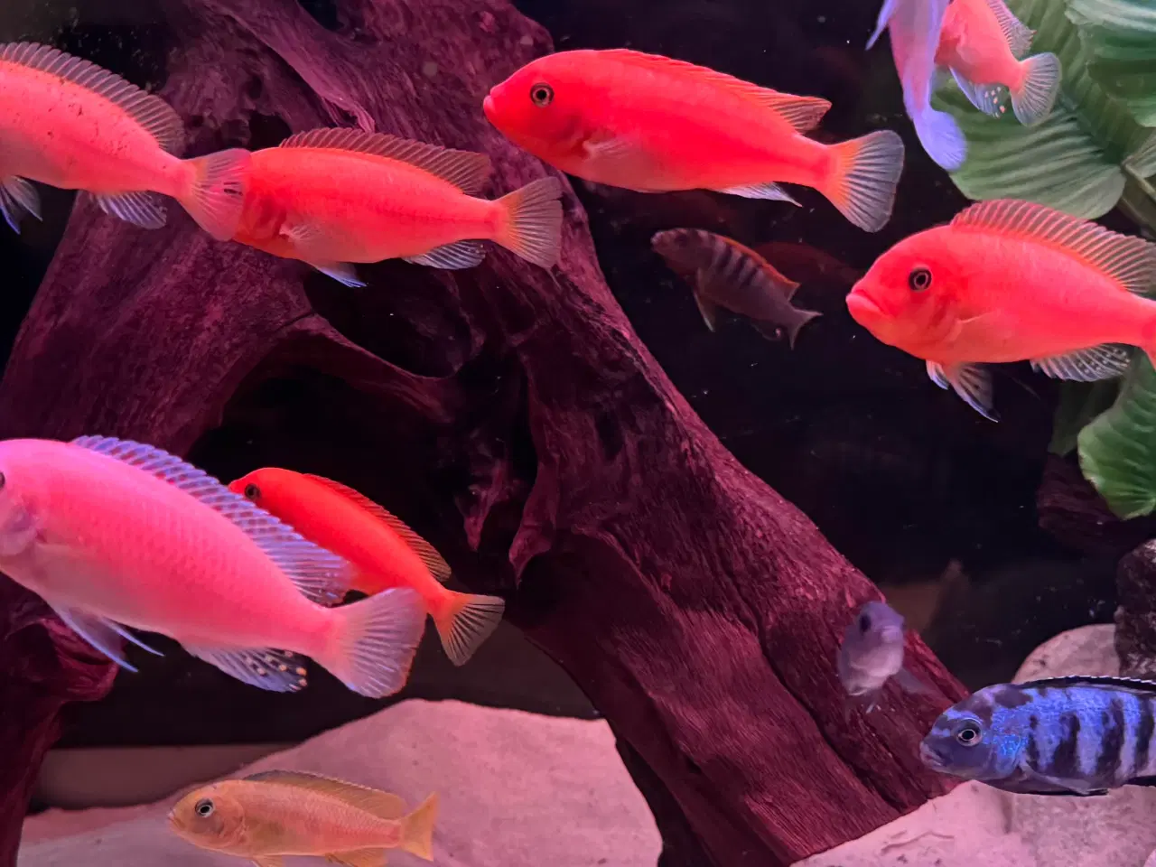 Billede 4 - F2 Maylandia Estherae Red Zebra  6 stk for 500kr