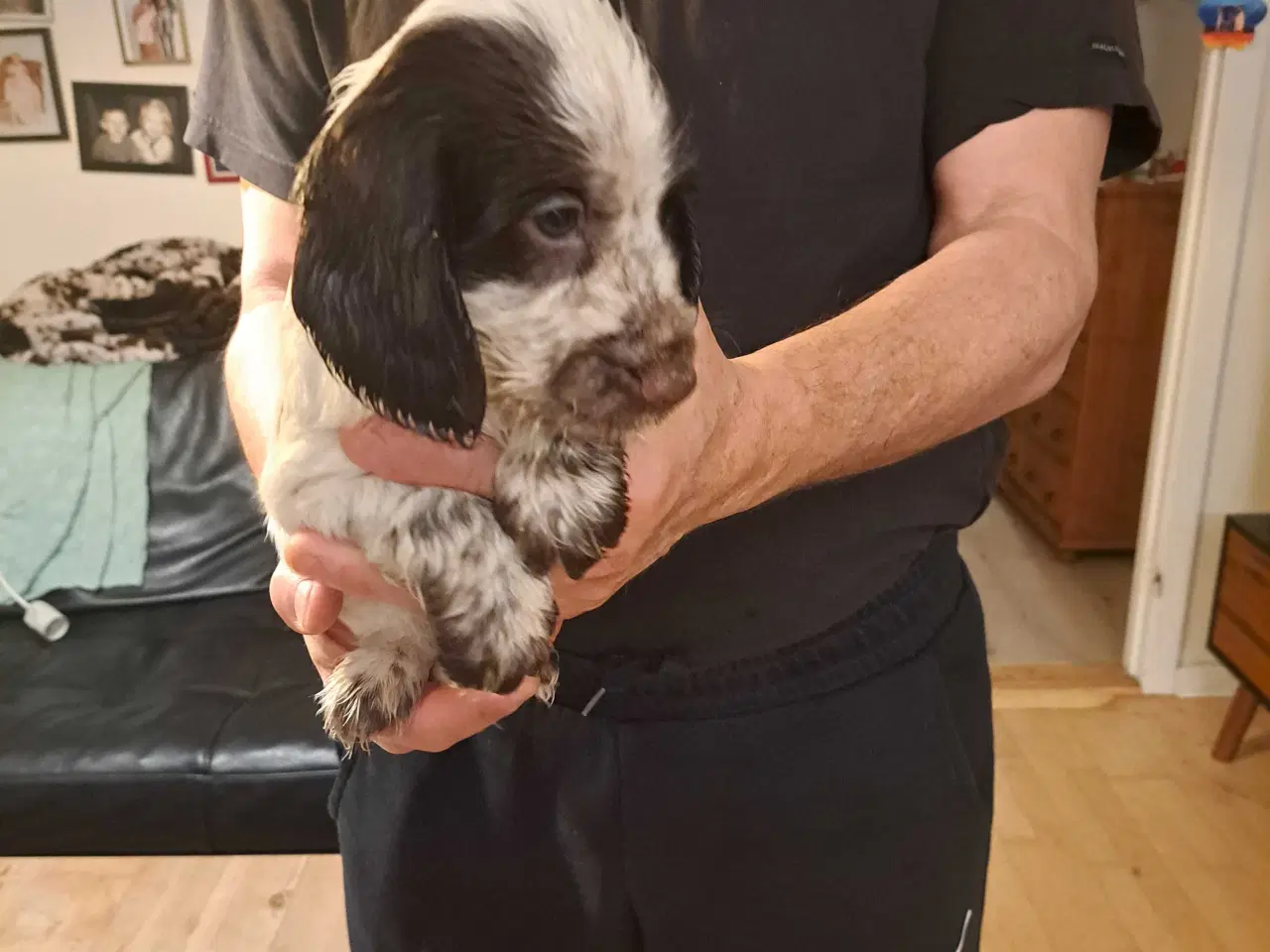 Billede 2 - Lækker cocker han, hvid og brun