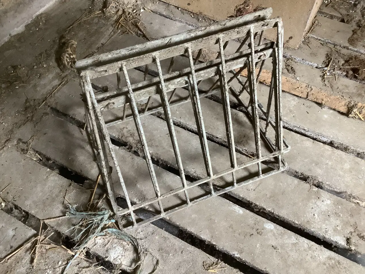 Billede 1 - Ung Tyr søges gerne Skotsk Højland eller galloway