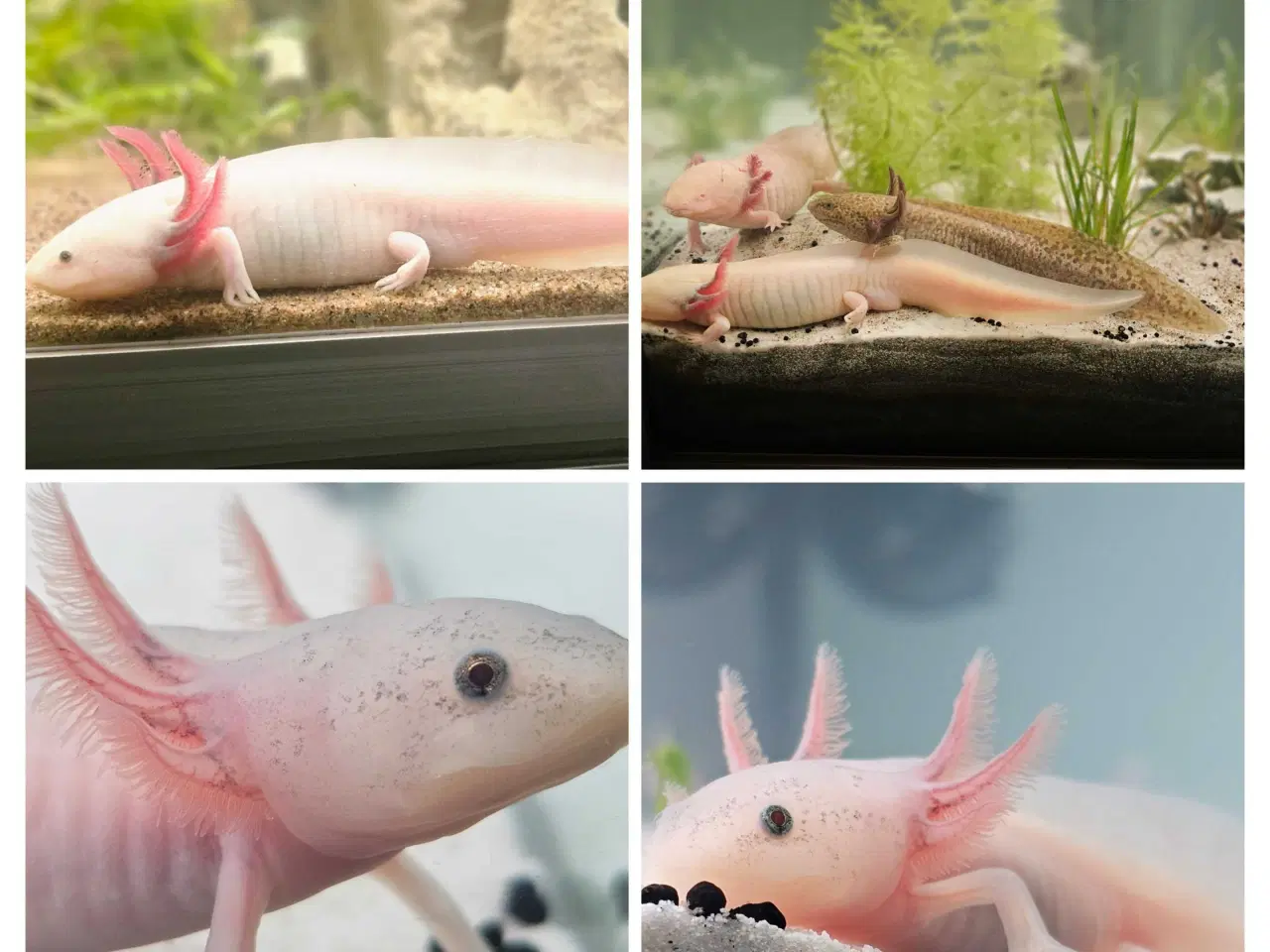Billede 13 - Golden Mosaik axolotl 