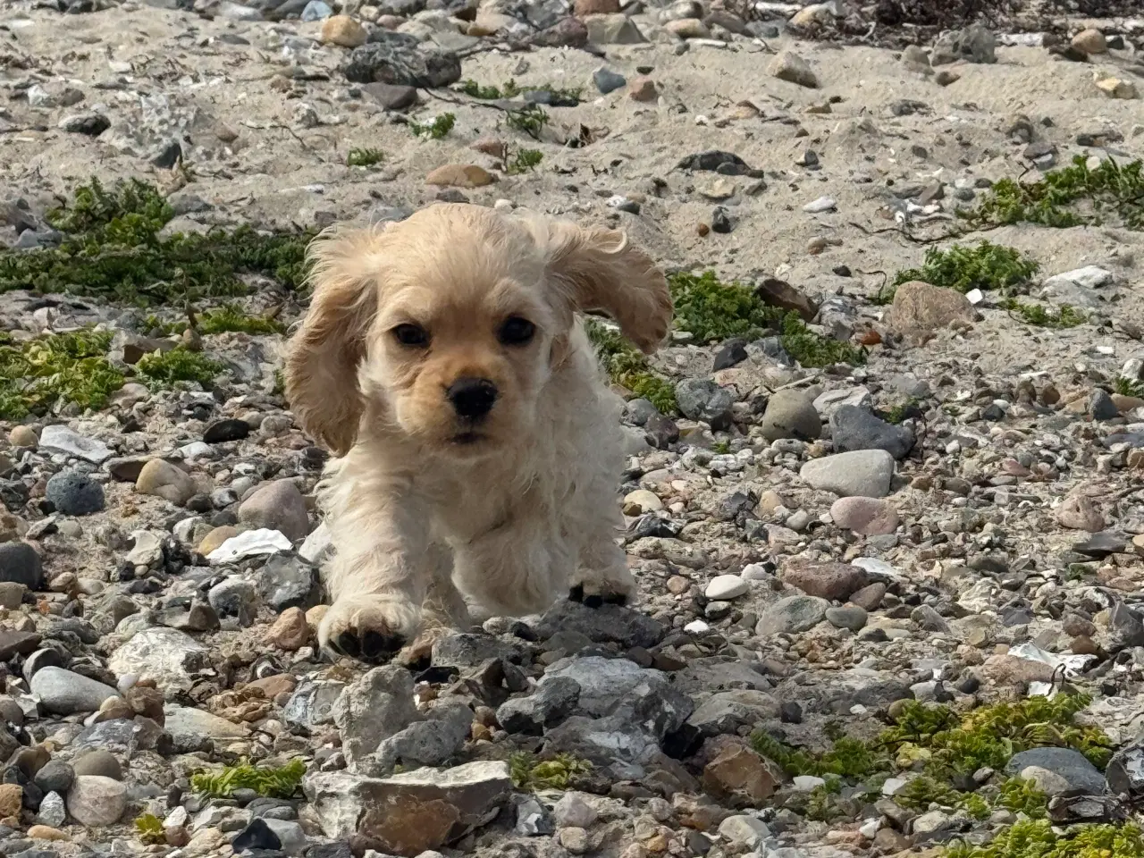 Billede 13 - Rejseklar 🧳 Skønne Amerikanske Cockerspaniel 