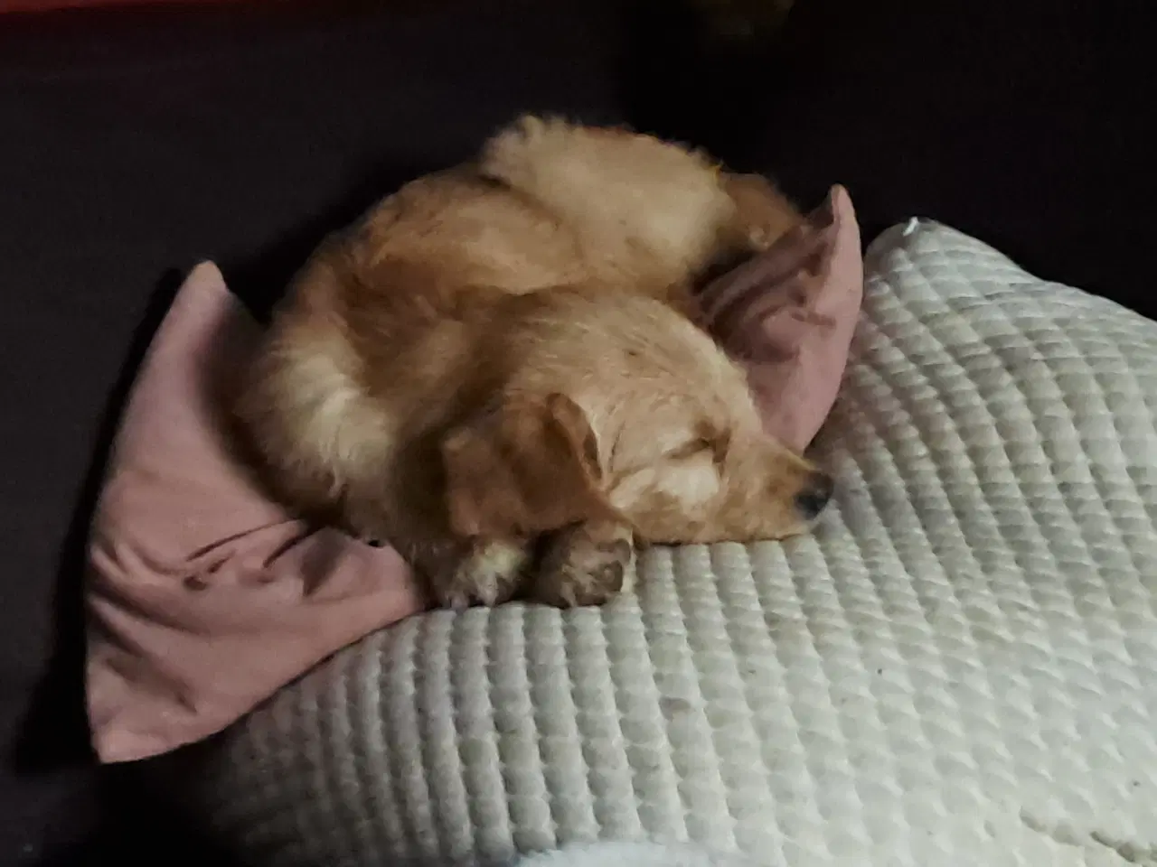 Billede 2 - 4 lækre golden retriever blandinger tilb