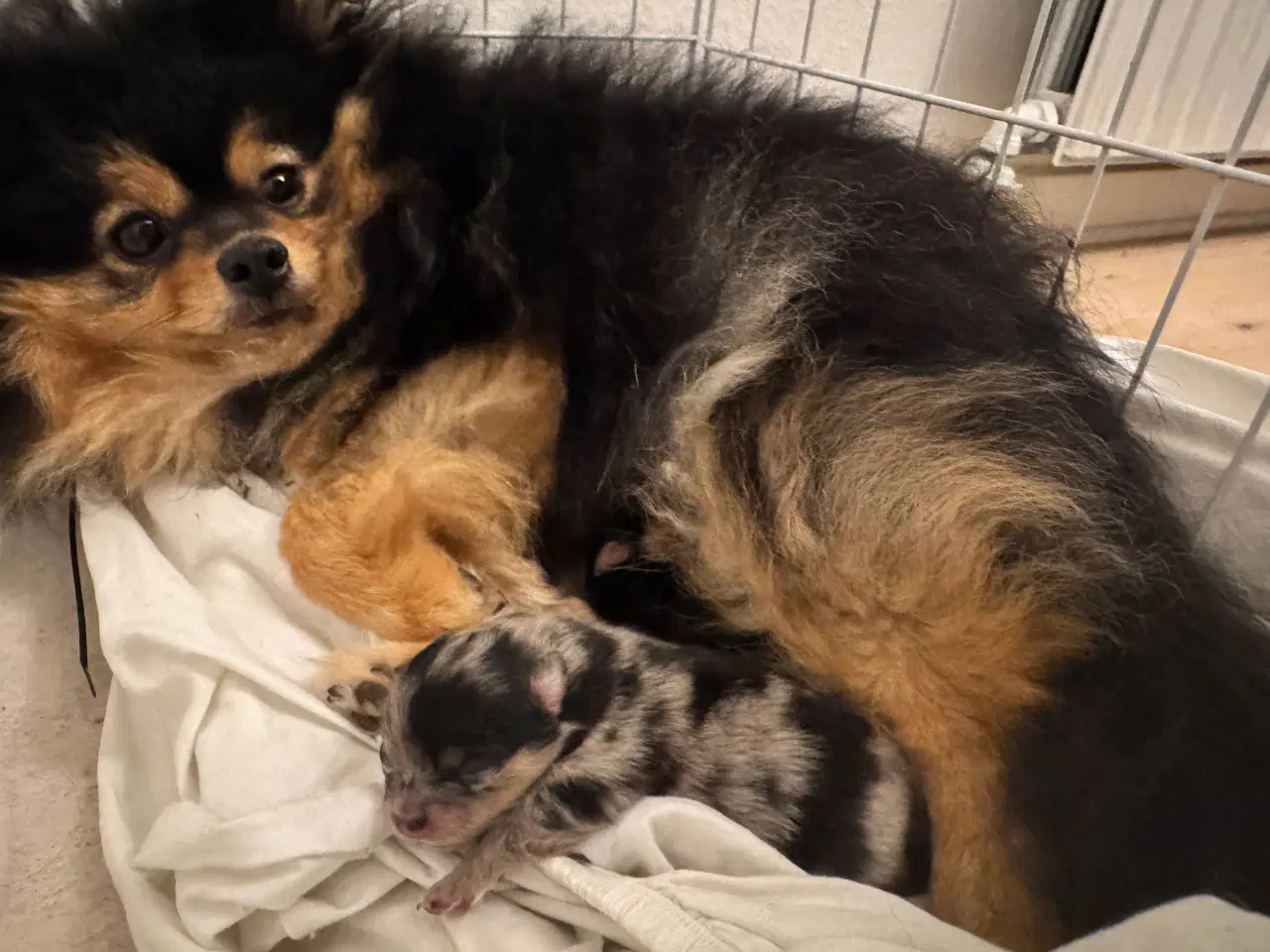 Billede 16 - Pomeranian Merle 