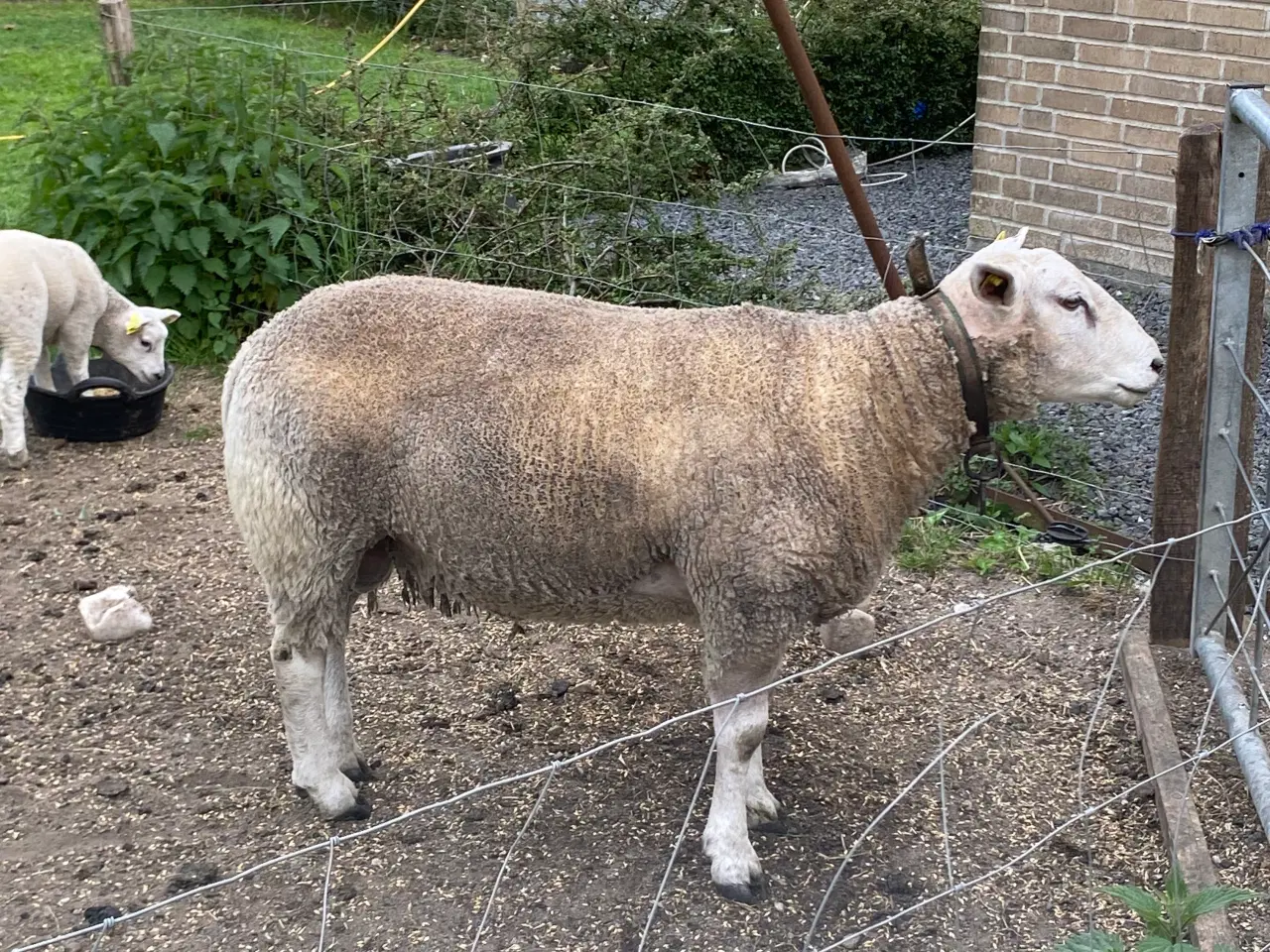 Billede 2 - Texel