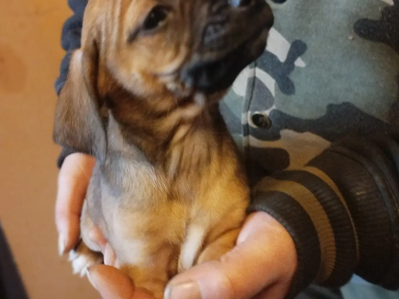 Billede 1 - blandings hund ds gårdhund chichacha