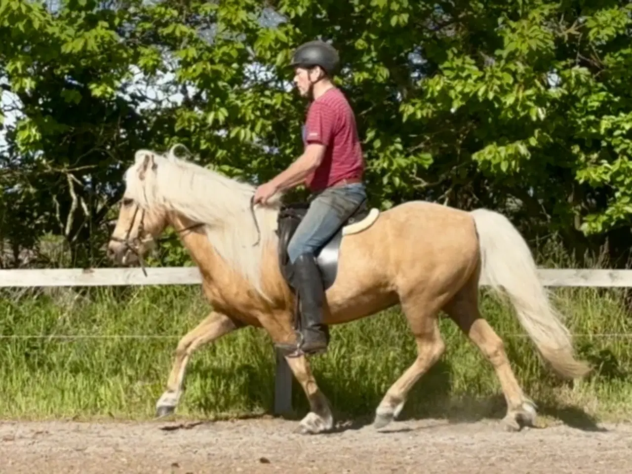 Billede 9 - Smuk palomino islænder 