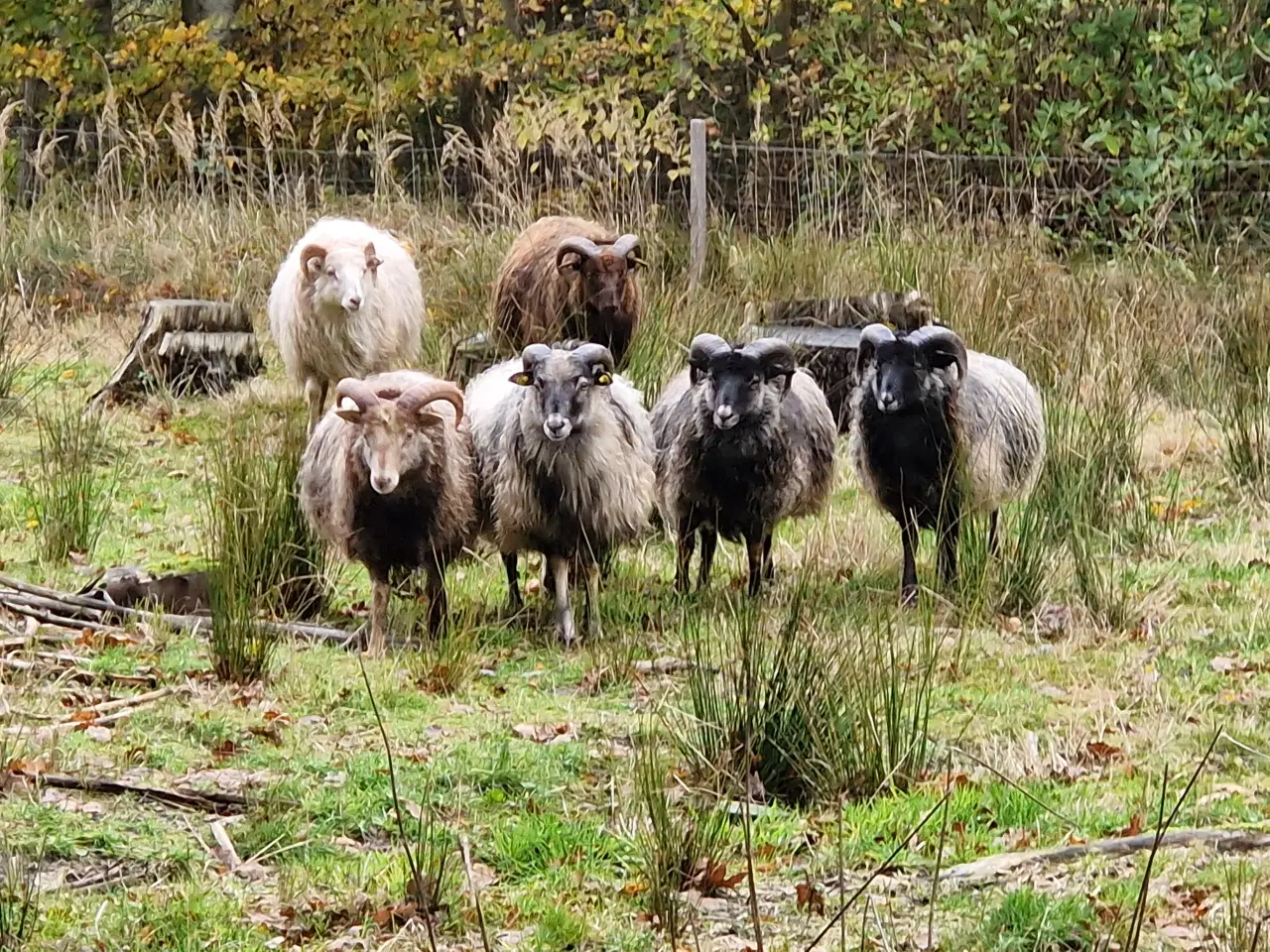 Billede 3 - Islandske får og lam
