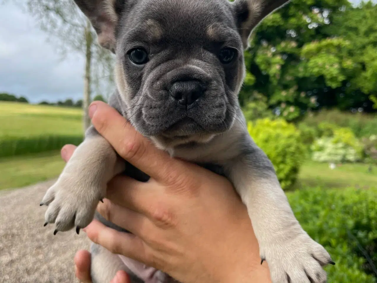 Billede 5 - Franske bulldog hvalpe