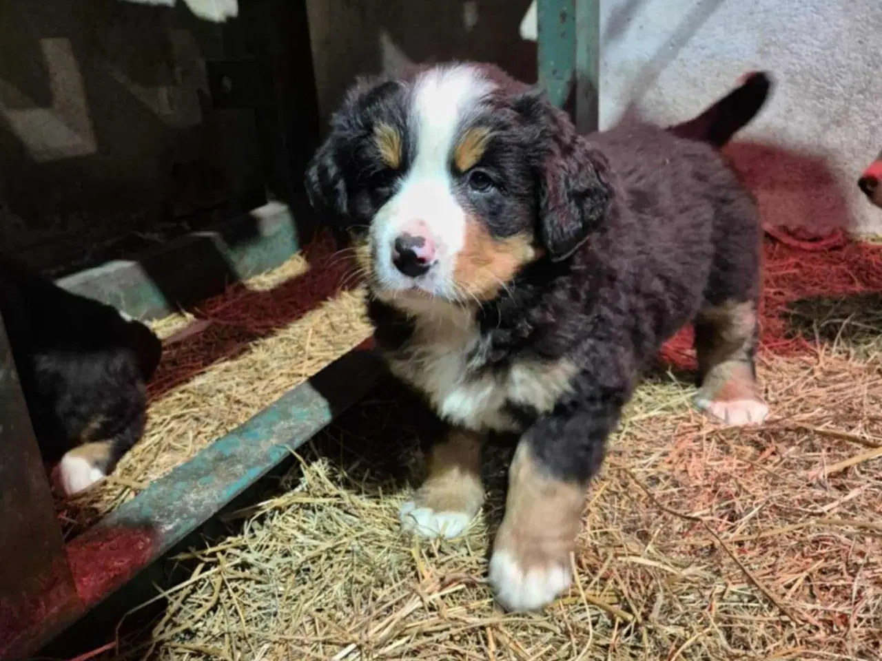 Billede 9 - Dejlige Berner Sennen bamser 