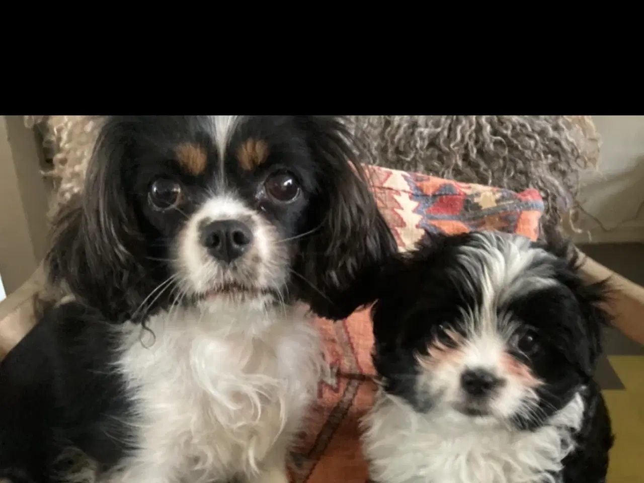 Billede 5 - Cavalier/Yorkshire terrier blanding 9 uger